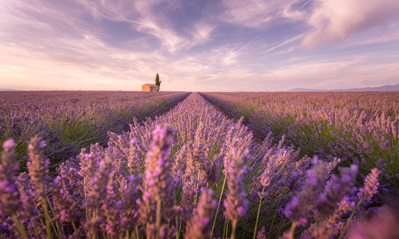 Lavendel in der Provence | ©  Getty Images / Francesco Riccardo Iacomino