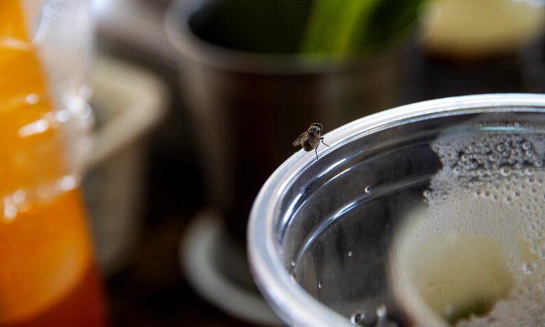 Mit diesen Tricks hast du nie mehr Fliegen in deiner Küche! | ©  Getty Images / PCbang