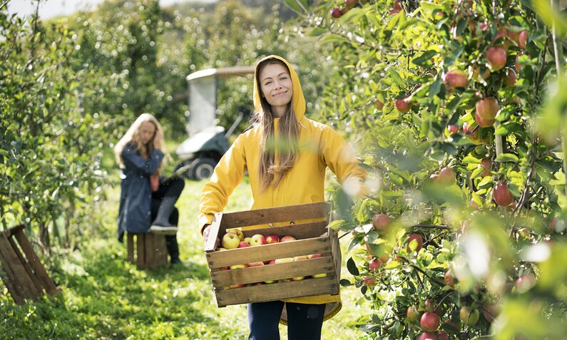 Frauen pflücken Äpfel im Alten Land | ©  Getty Images / Westend61