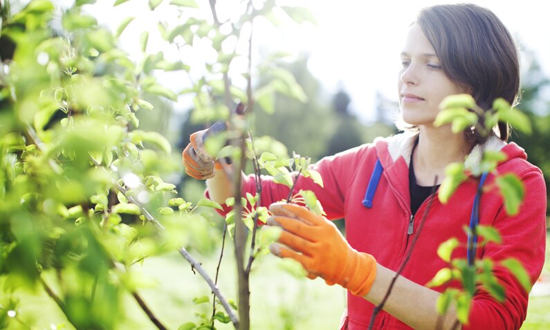Frau schneidet Apfelbaum zurück | ©  Getty Images / JulPo