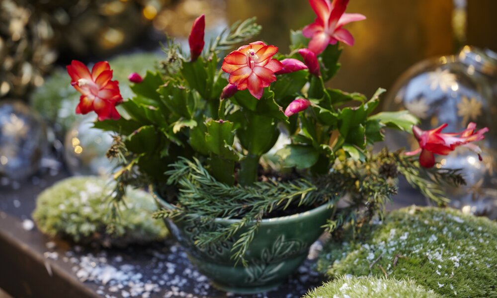 Blühender Weihnachtskaktus. | © Getty Images / Johner Images