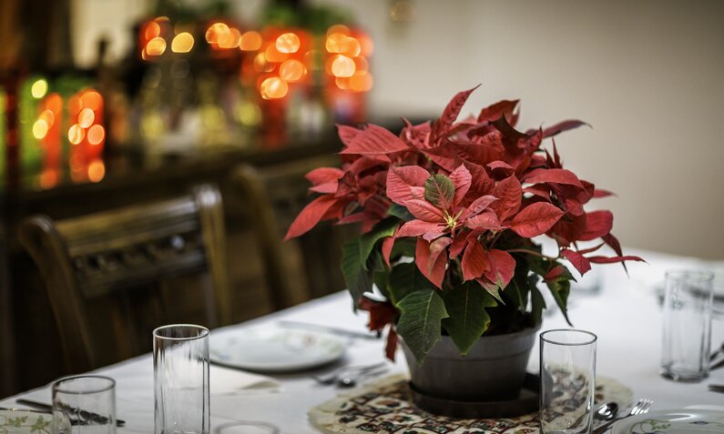 Weihnachtsstern auf dem Esstisch in festlicher Umgebung. | © Getty Images / apomares