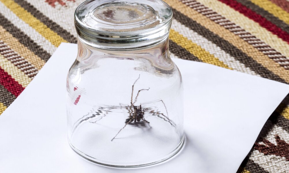 Große_Winkelspinne | © IMAGO/alimdix/xArterra