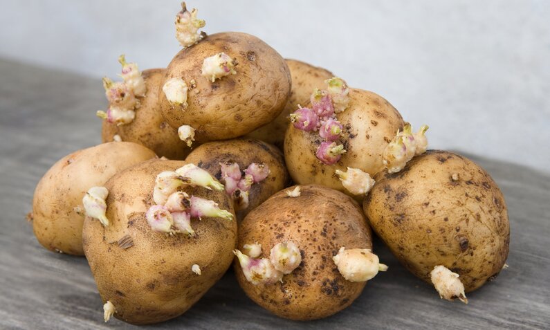Keimende Kartoffeln | ©  Getty Images/ Ohotnik