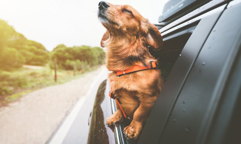 Hund schaut aus dem Auto-Fenster | ©  Getty Images/ 	Daria Kulkova