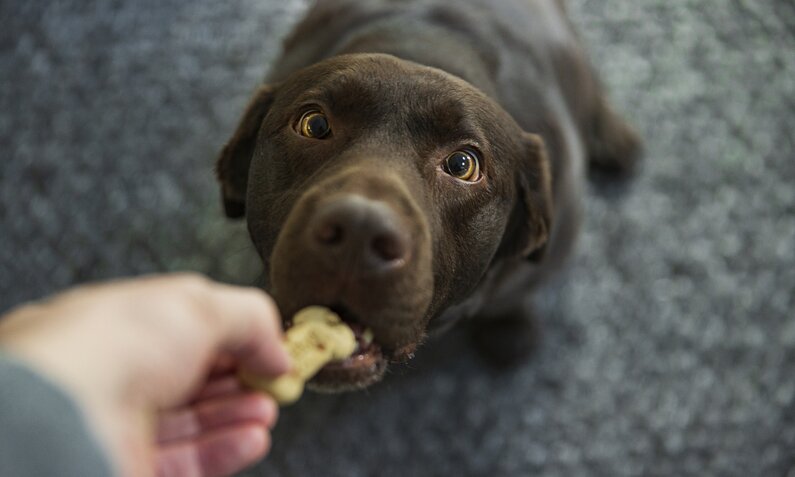 Herrchen füttert Labrador Leckerli | ©  Getty Images/ Justin Paget