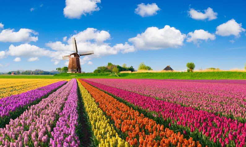  Blühende Tulpenfelder in Holland | ©  Getty Images/ JacobH