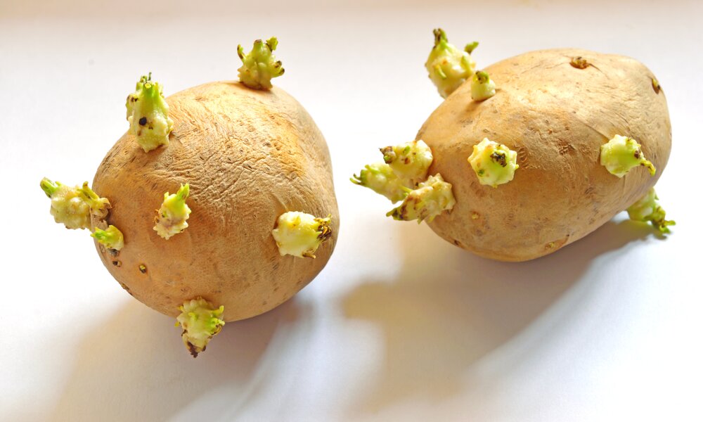 Zwei keimende Kartoffeln in Nahaufnahme auf weißem Hintergrund. | © Getty Images / 	KishoreJ