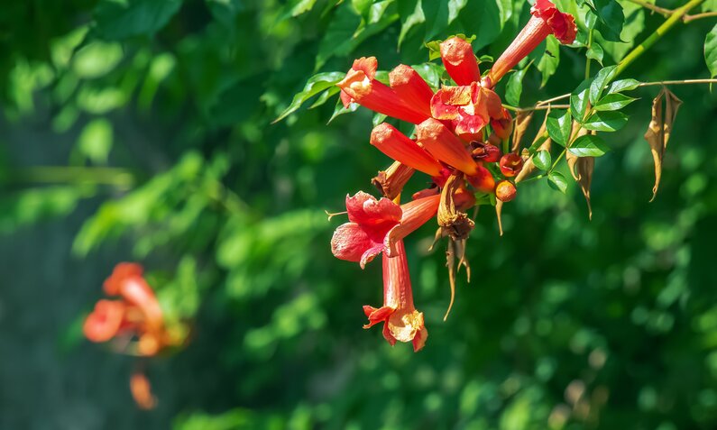 Der Götterbaum mit roten Blüten | ©  Getty Images/ AntaresNS