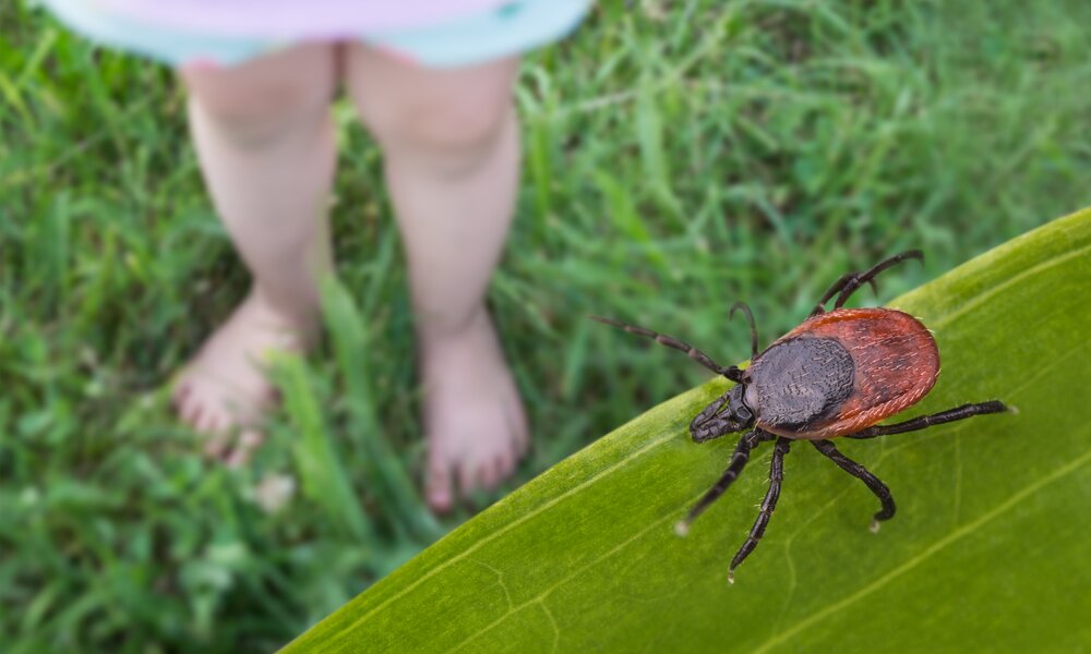 Zecke sitzt auf Blatt im Garten | ©  Getty Images/ Ladislav Kubeš