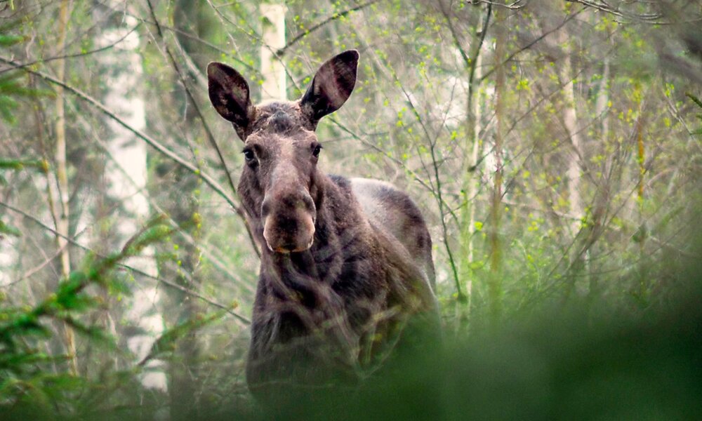 Elch steht im Birken-Nadel-Mischwald und blickt direkt zum Betrachter  | © RTL/Anders Strömquist