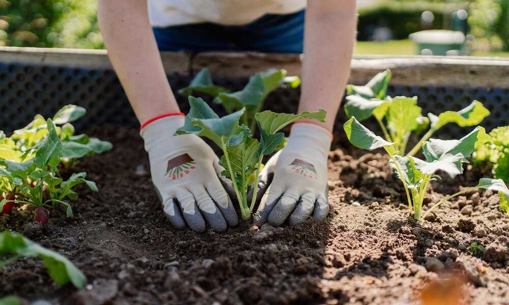 Frau pflanzt Kohlrabi in Hochbeet | ©  Getty Images/ Anna Mardo