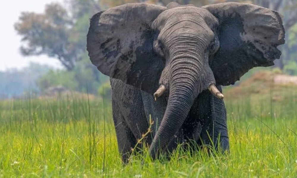 Puzzle-Motiv Elefant | © Amazon / Lais Puzzle