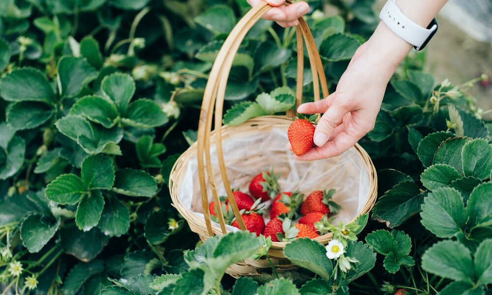 Frau pflückt Erdbeeren mit Korb | ©  Getty Images/ d3sign