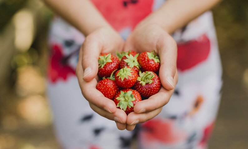 Erdbeeren auf einem Erdbeerfeld | © Getty Images/ Westend61