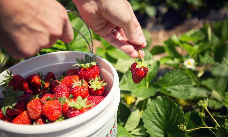 Erdbeeren werden von der Pflanze gepflückt | ©  Getty Images/ Malcolm MacGregor
