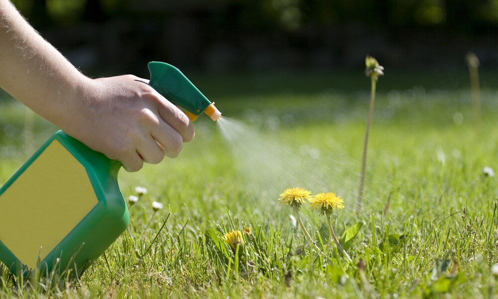 Sprühflasche sprüht auf Löwenzahn | ©  Getty Images/ Wega52