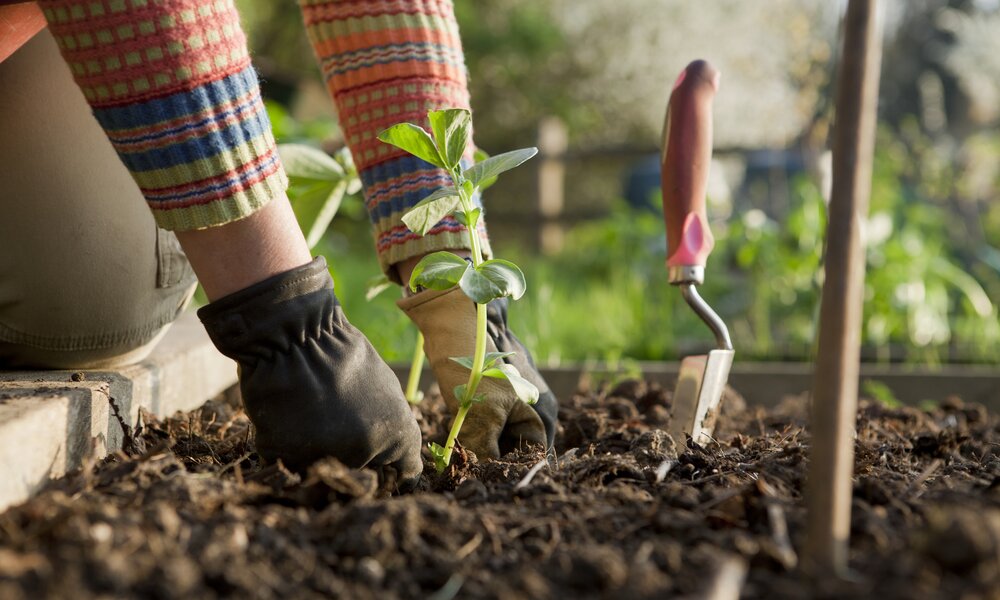 Gärtnern im Frühling: Person setzt eine grüne Pflanze in einen Beet mit Gartengeräten | ©  Getty Images/ cjp