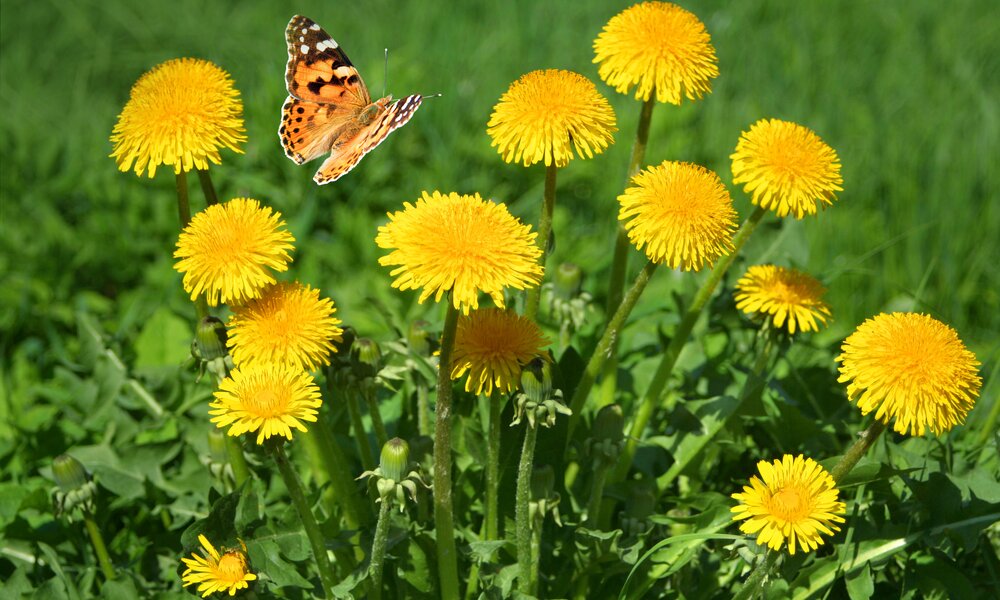 Löwenzahn auf einer Wiese, Schmetterling fliegt darüber  | © Adobe Stock/ Farbkombinat