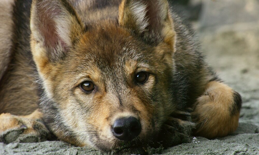 Nahaufnahme des niedlichen Gesichts eines jungen Wolfs in einer Szene aus der Netflix  Doku-Serie "Die Insel der Küstenwölfe" | © Netflix