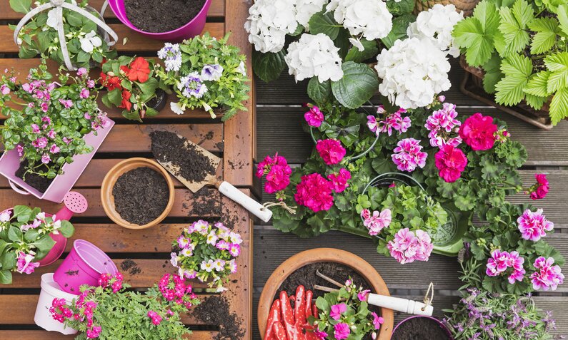 Balkonboden voller bunter Blumen und Zubehör zum Bepflanzen | © Getty Images/ Westend61