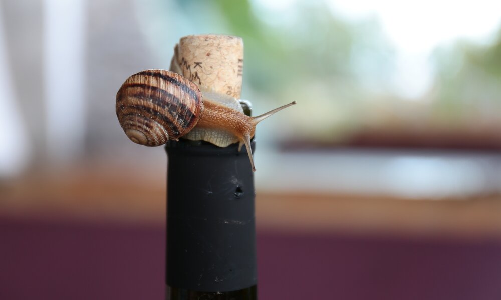 Weinkorken_Pflanzen | © Shutterstock/olamiabo