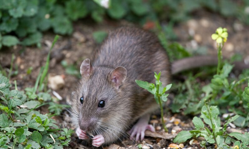 Ratte, die im Garten auf einer Wiese sitzt und knabbert | © Adobe Stock/ Graham Taylor