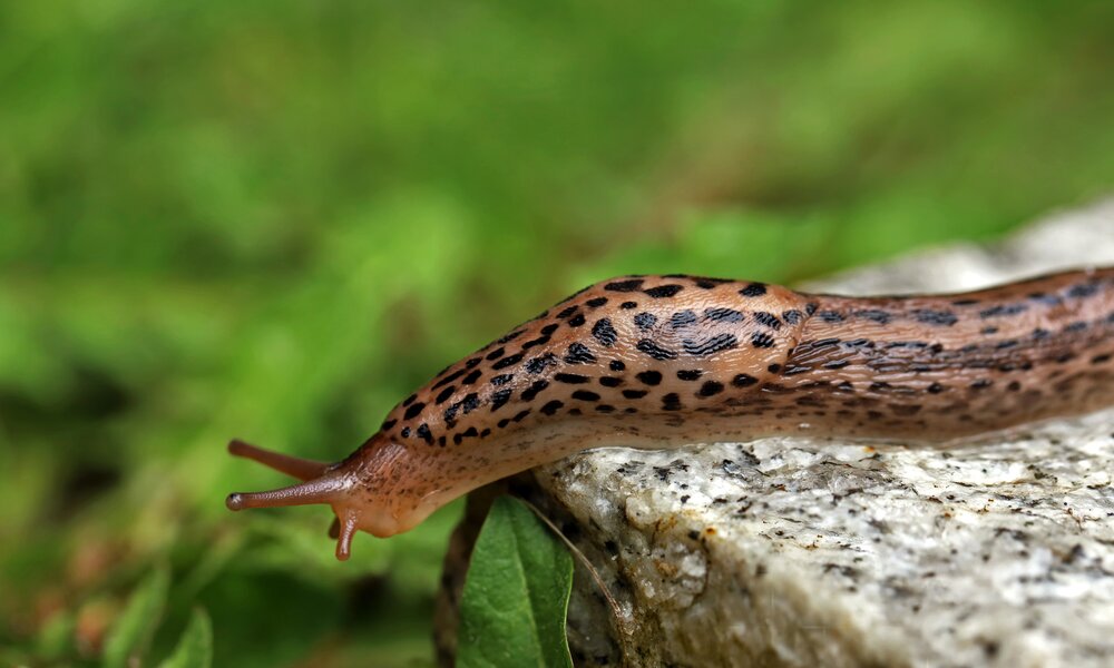 Tigerschnegel im Garten, wie er klettert  | © Adobe Stock/ Andreas