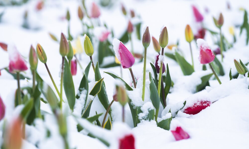 Tulpen in Schnee | © Getty Images/ Roberto Moiola / Sysaworld