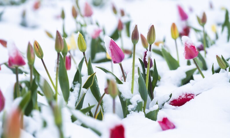 Tulpen in Schnee | © Getty Images/ Roberto Moiola / Sysaworld