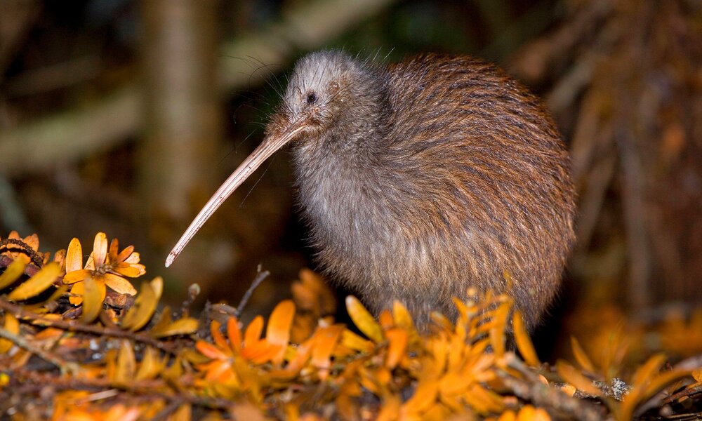 Der Schnabel des Kiwis wird bis zu 20 Zentimeter lang und ist leicht gekrümmt | © Imago