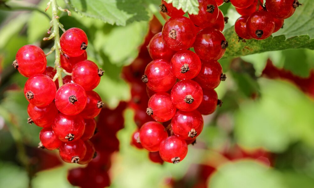 Johannisbeeren am Strauch | © Adobe Stock/ Marina Lohrbach