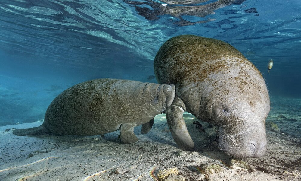 Die knuffigen Tiere, eng mit Elefanten verwandt, bezaubern durch Gemütlichkeit | © Imago