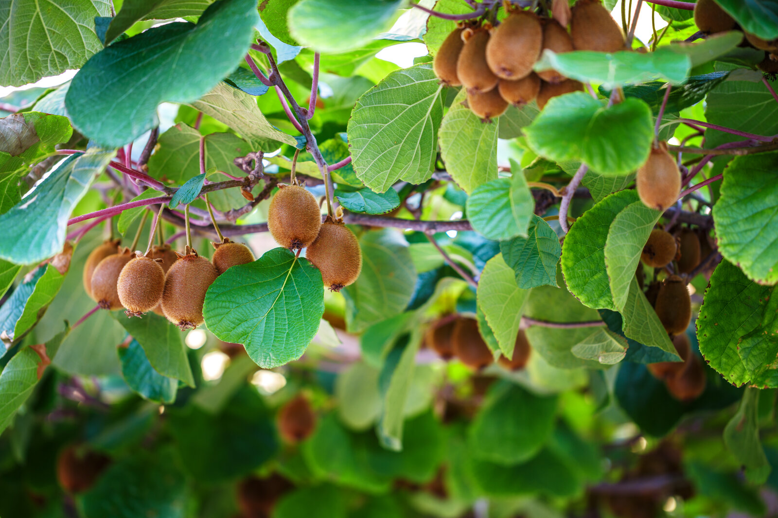 Kiwis selber anbauen? SO klappt es auch in deinem Garten!