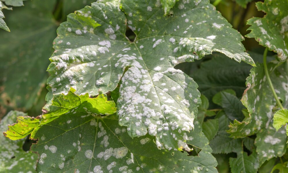 Großes grünes Blatt mit weißem Mehltau-Befall, umgeben von weiteren Blättern im Hintergrund. | © Adobe Stock/ lassi meony