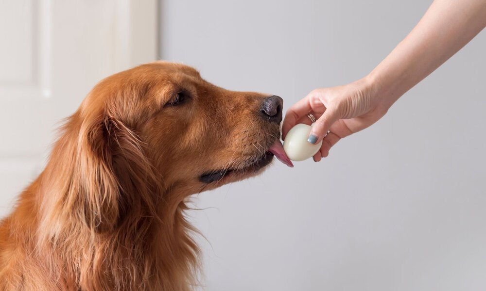 Golden Retriever Hund bekommt ein gekochtes Ei aus einer Hand vor einer weißen Tür. | © Adobe Stock / chendongshan