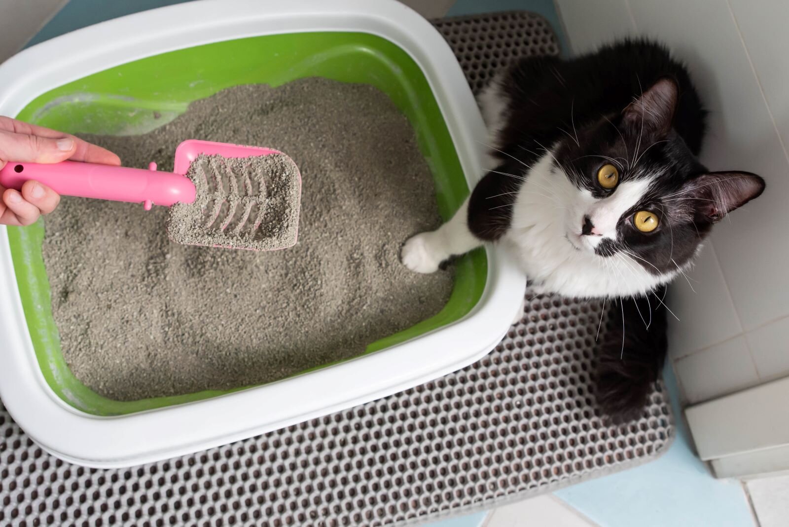Katzenstreu im Klo Ist das erlaubt?