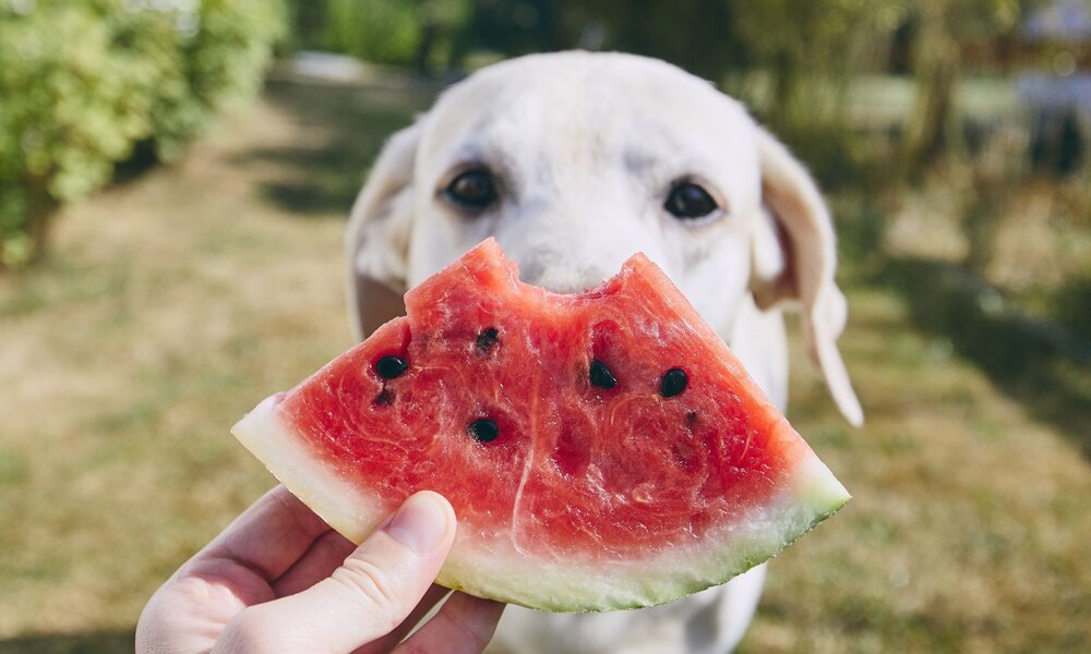 Im Garten hält eine Hand ein Stück Wassermelone vor einen weißen Hund, der aufmerksam durch das Obst blickt. | © Adobe Stock / Chalabala