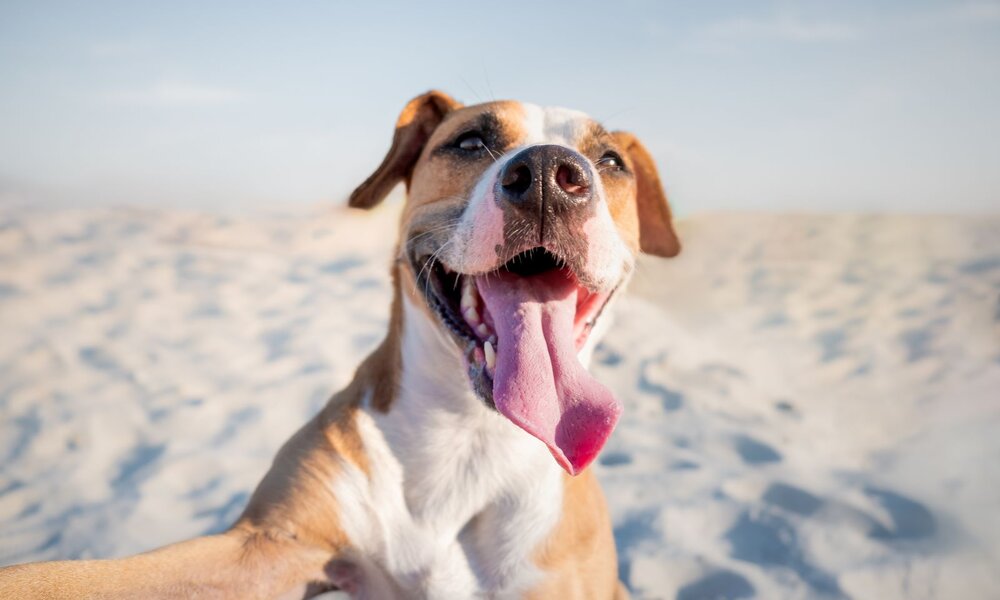 Glücklicher braun-weißer Hund mit weit herausgestreckter Zunge sitzt am Strand und genießt das sonnige Wetter. | © Adobe Stock / Photoboyko