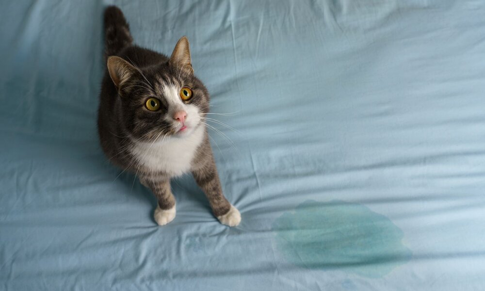 Eine grau-weiße Katze mit gelben Augen sitzt auf einem blauen Bettlaken neben einem nassen Fleck. | © Adobe Stock / Creative Cat Studio