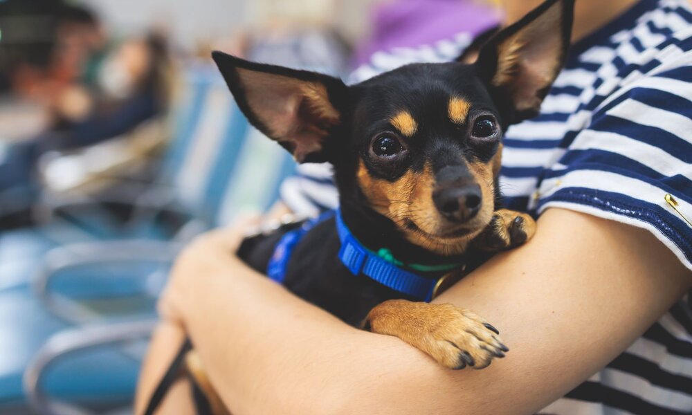Ein kleiner Hund mit großen Ohren blickt neugierig aus den Armen einer Person im gestreiften Shirt. | © Adobe Stock / tsuguliev