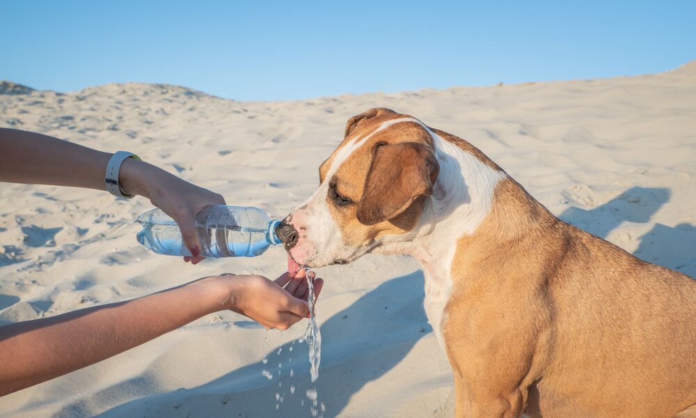 Ein braun-weißer Hund trinkt an einem sonnigen Tag Wasser aus einer Plastikflasche, die von einer Person am Strand gehalten wird. | © Adobe Stock / Photoboyko