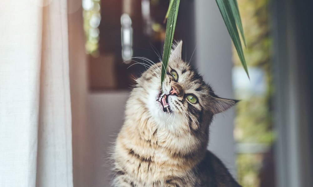 Getigerte Katze mit grünen Augen knabbert neugierig an einem langen Pflanzenblatt vor einem hellen Vorhang. | © Adobe Stock / VICUSCHKA