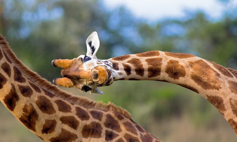 Giraffen Auseinandersetzung | © Getty Images/WLDavies