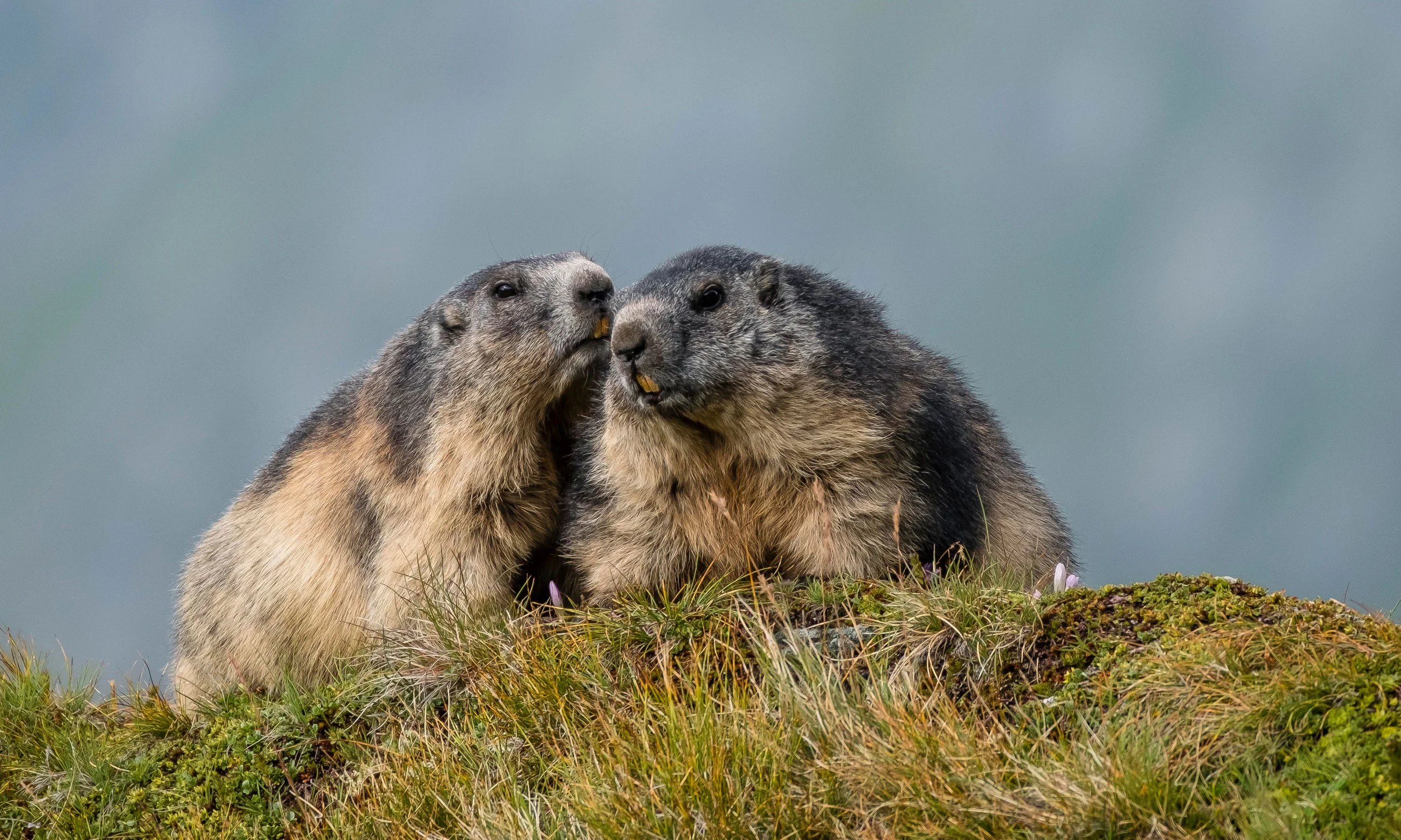 9 faszinierende Fakten über Murmeltiere