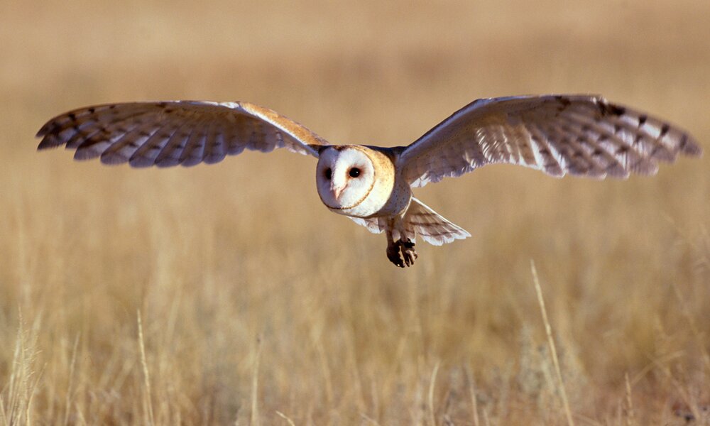 Schleiereule im Flug | © Getty Images/John Giustina