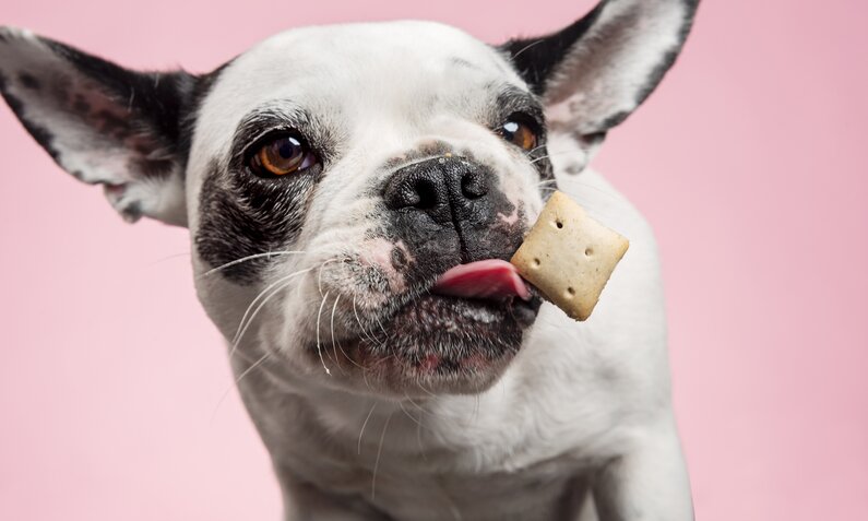 Hund mit Leckerli | © gettyimages / ClarkandCompany