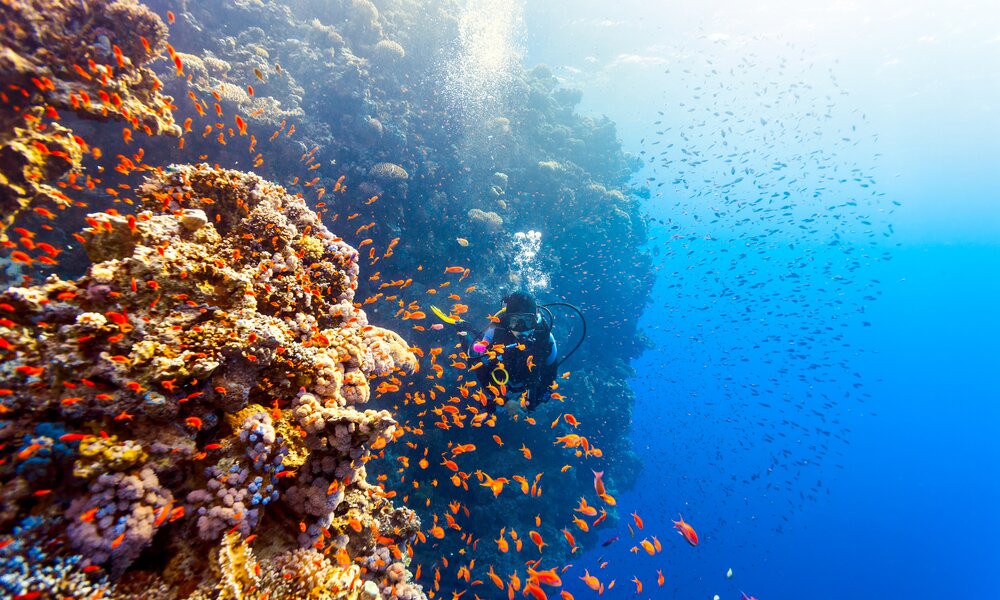 Korallenriff | © Getty Images/Berenika_L