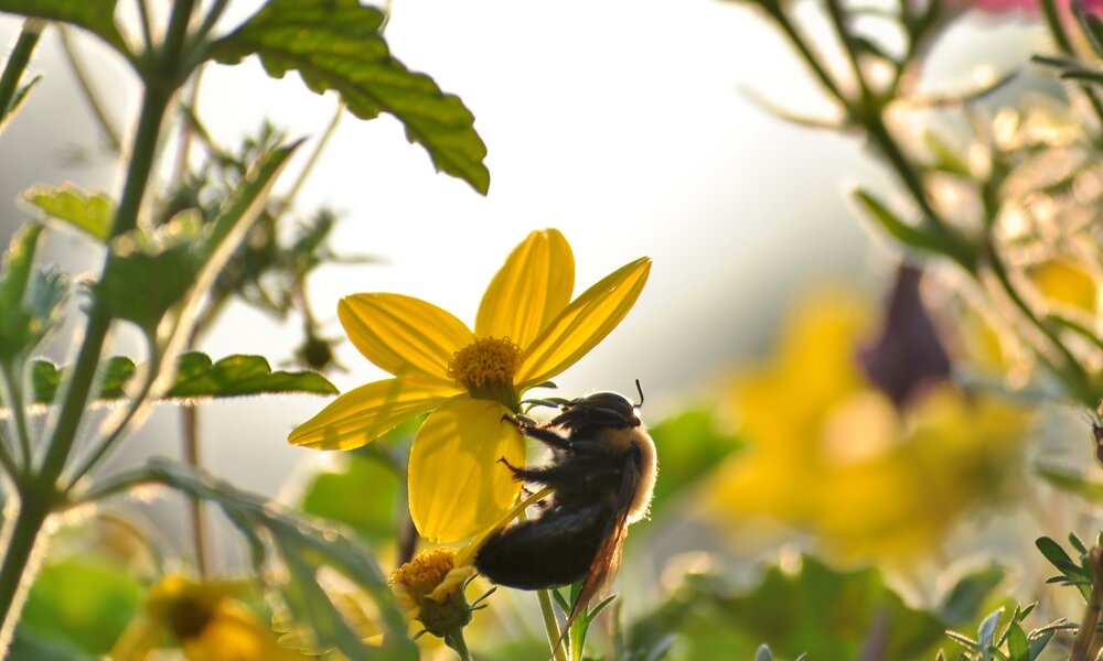 So machst du deinen Balkon bienenfreundlich | ©  Getty Images / 4u4me