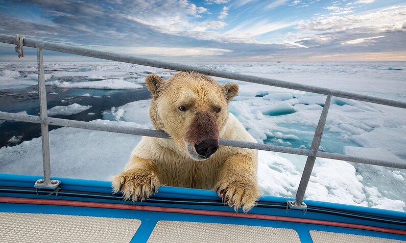 Eisbär schaut über die Reeling eines Schiffes | © Getty Images/Franco Banfi/Barcroft Media